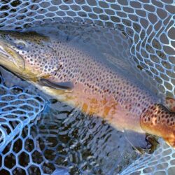 久しぶりのフライフィッシングだったが…　～岡崎トラウトポンド～